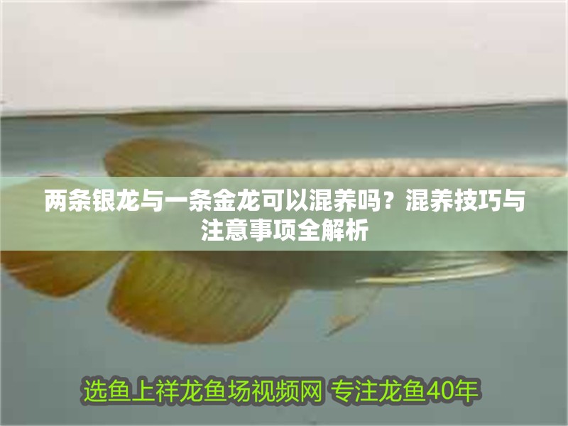 兩條銀龍與一條金龍可以混養嗎？混養技巧與注意事項全解析