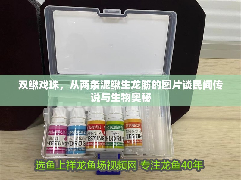 雙鰍戲珠，從兩條泥鰍生龍筋的圖片談民間傳說與生物奧秘