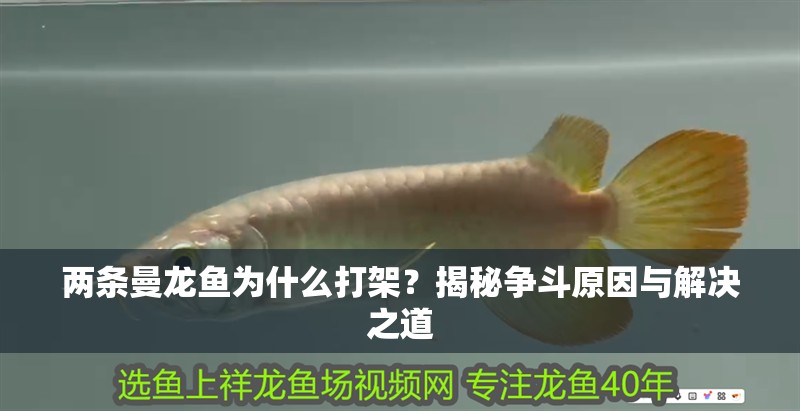 兩條曼龍魚為什么打架？揭秘爭斗原因與解決之道