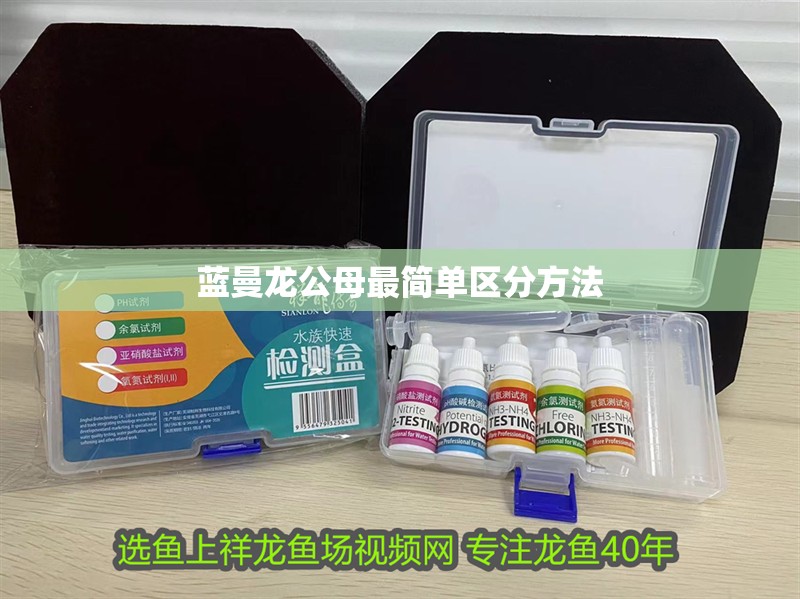 藍曼龍公母最簡單區分方法