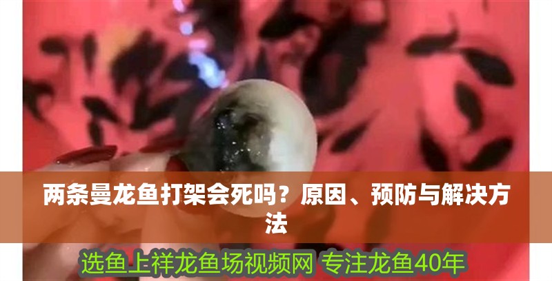 兩條曼龍魚(yú)打架會(huì)死嗎？原因、預(yù)防與解決方法