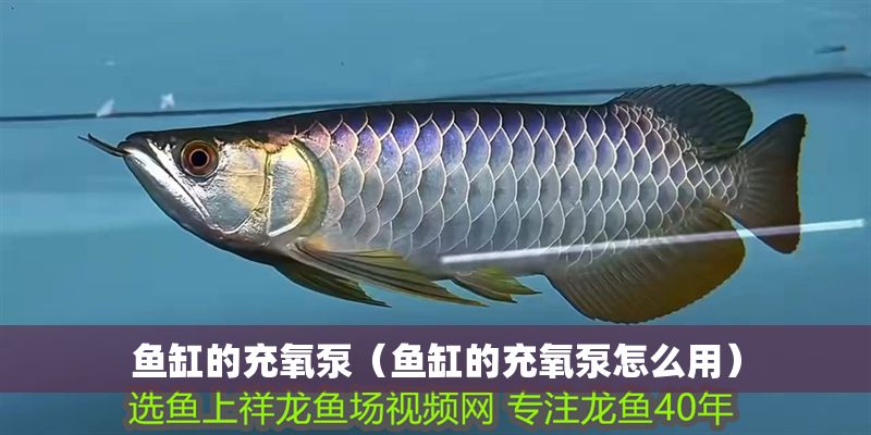 魚缸的充氧泵（魚缸的充氧泵怎么用）