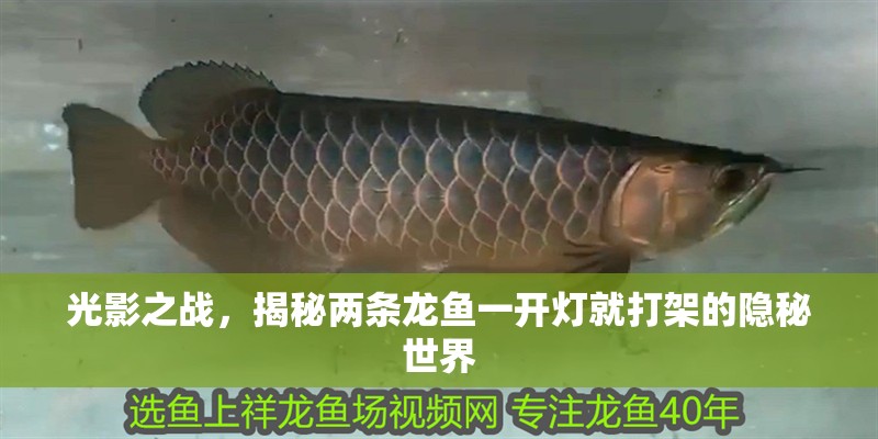 光影之戰，揭秘兩條龍魚一開燈就打架的隱秘世界