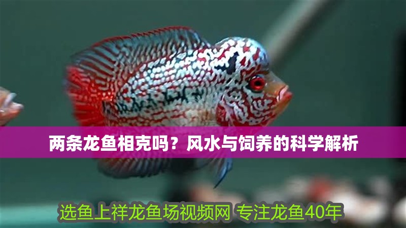 兩條龍魚相克嗎？風(fēng)水與飼養(yǎng)的科學(xué)解析