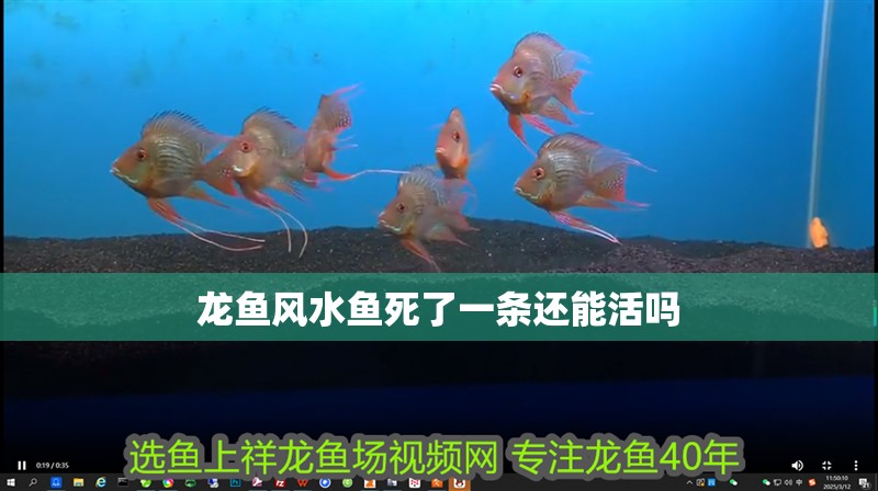 龍魚風水魚死了一條還能活嗎 龍魚風水魚死了一條還能活嗎 龍魚百科 第1張