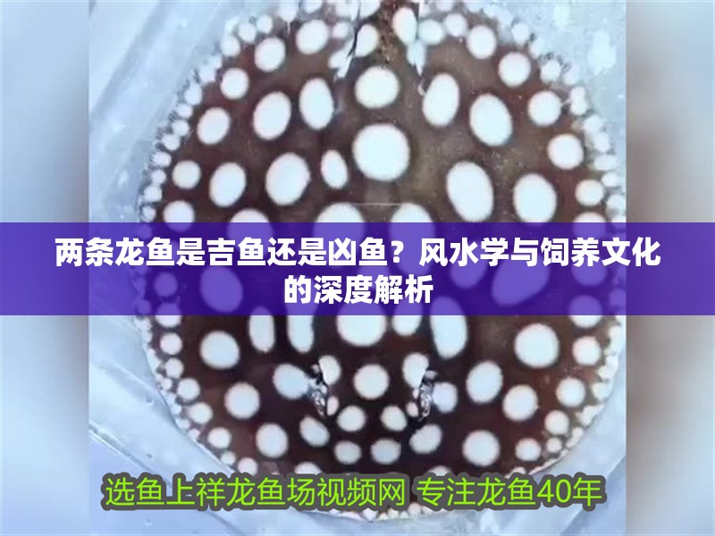 兩條龍魚是吉魚還是兇魚？風水學與飼養(yǎng)文化的深度解析