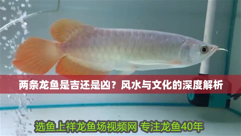 兩條龍魚是吉還是兇？風水與文化的深度解析