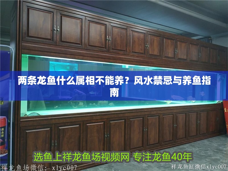 兩條龍魚什么屬相不能養(yǎng)？風水禁忌與養(yǎng)魚指南