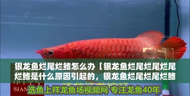 銀龍魚爛尾爛鰭怎么辦【銀龍魚爛尾爛尾爛尾爛鰭是什么原因引起的，銀龍魚爛尾爛尾爛鰭】