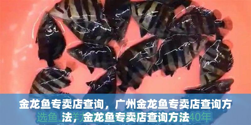 金龍魚專賣店查詢，廣州金龍魚專賣店查詢方法，金龍魚專賣店查詢方法