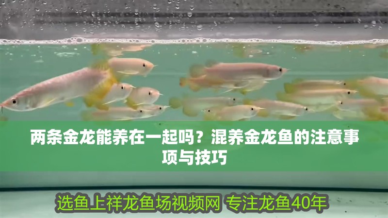 兩條金龍能養(yǎng)在一起嗎？混養(yǎng)金龍魚的注意事項(xiàng)與技巧
