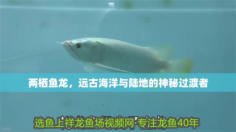 兩棲魚龍，遠(yuǎn)古海洋與陸地的神秘過渡者