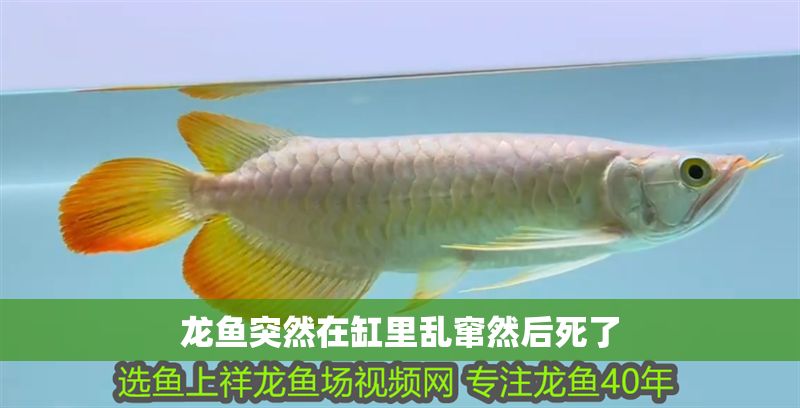 龍魚突然在缸里亂竄然后死了