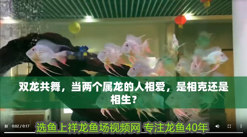 雙龍共舞,當兩個屬龍的人相愛,是相克還是相生?