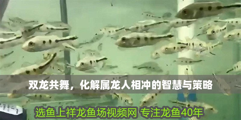 雙龍共舞，化解屬龍人相沖的智慧與策略