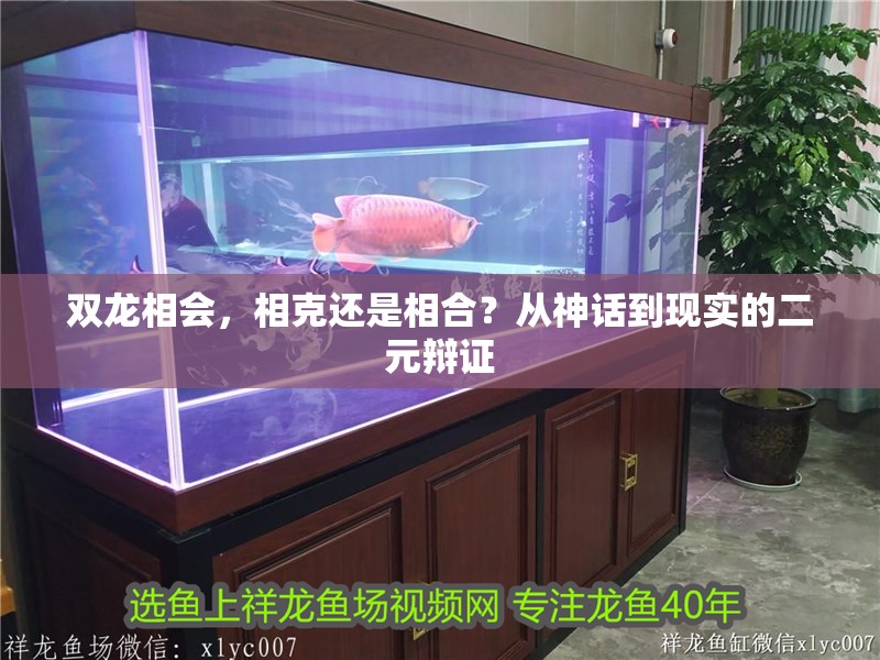 雙龍相會，相克還是相合？從神話到現實的二元辯證 雙龍相會，相克還是相合？從神話到現實的二元辯證 龍魚百科 第1張