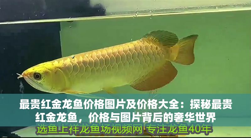 最貴紅金龍魚價格圖片及價格大全：探秘最貴紅金龍魚，價格與圖片背后的奢華世界