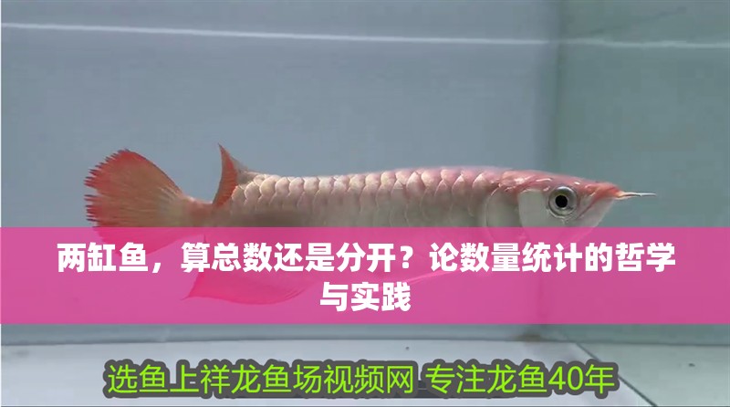 兩缸魚，算總數還是分開？論數量統計的哲學與實踐