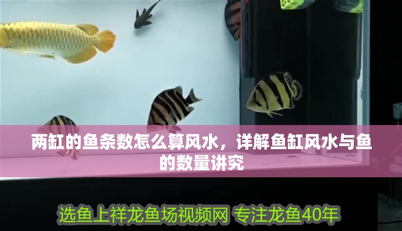 兩缸的魚條數怎么算風水，詳解魚缸風水與魚的數量講究
