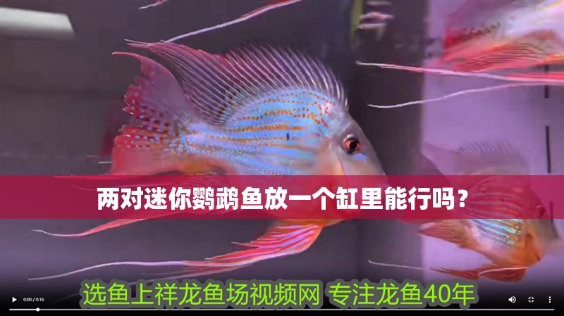 兩對迷你鸚鵡魚放一個缸里能行嗎？