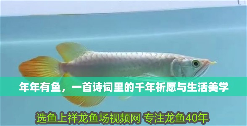年年有魚，一首詩詞里的千年祈愿與生活美學