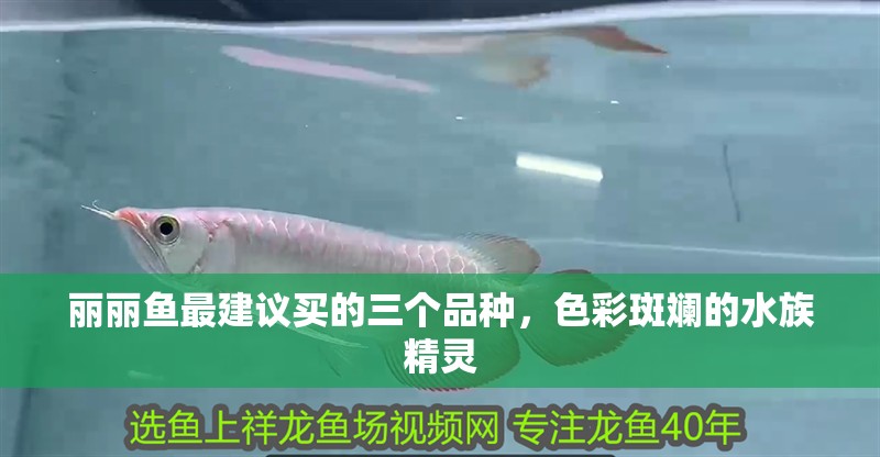 麗麗魚最建議買的三個(gè)品種，色彩斑斕的水族精靈