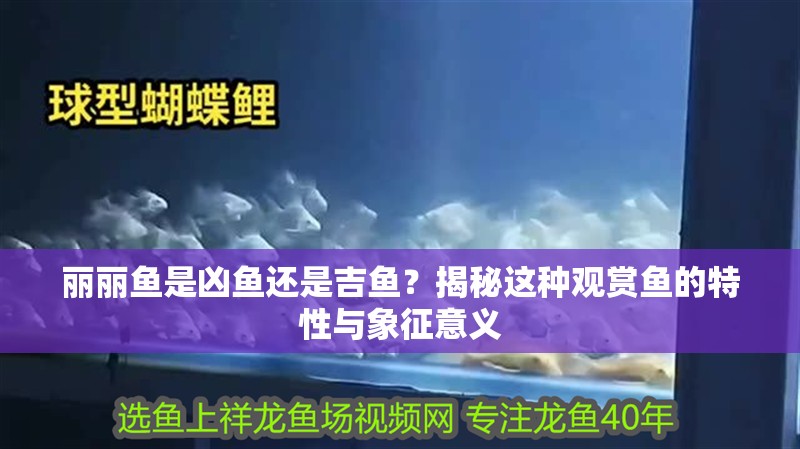 麗麗魚是兇魚還是吉魚？揭秘這種觀賞魚的特性與象征意義