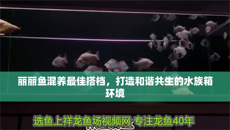 麗麗魚混養最佳搭檔，打造和諧共生的水族箱環境