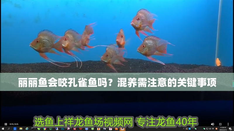 麗麗魚會咬孔雀魚嗎？混養需注意的關鍵事項
