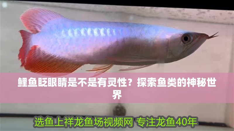 鯉魚眨眼睛是不是有靈性？探索魚類的神秘世界