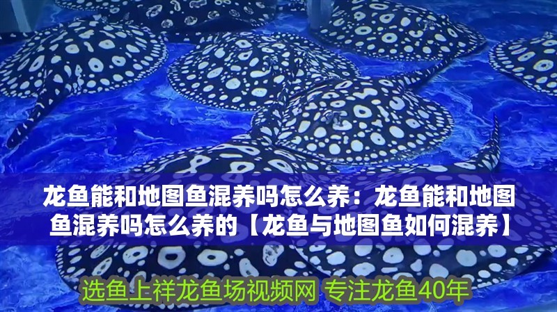 龍魚能和地圖魚混養(yǎng)嗎怎么養(yǎng)：龍魚能和地圖魚混養(yǎng)嗎怎么養(yǎng)的【龍魚與地圖魚如何混養(yǎng)】