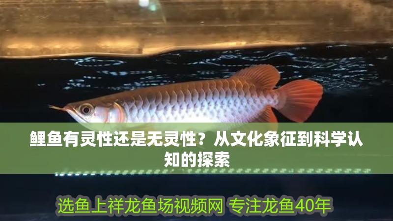 鯉魚有靈性還是無靈性？從文化象征到科學認知的探索