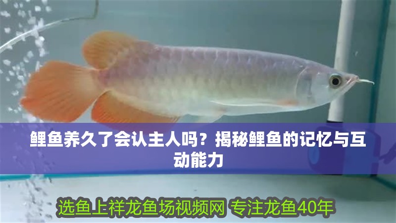鯉魚養久了會認主人嗎？揭秘鯉魚的記憶與互動能力