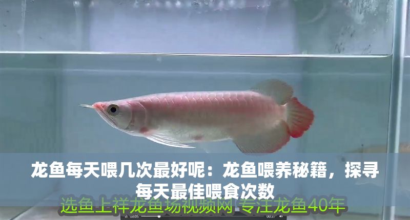 龍魚每天喂幾次最好呢：龍魚喂養秘籍，探尋每天最佳喂食次數
