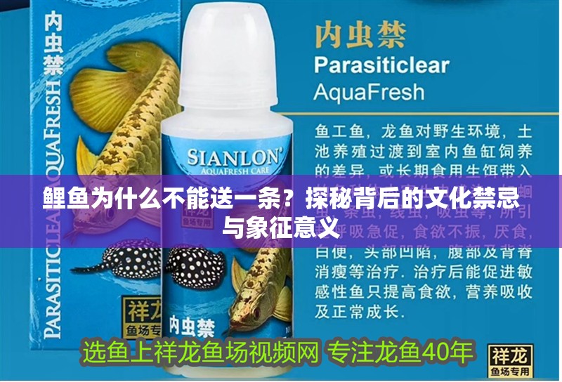 鯉魚為什么不能送一條？探秘背后的文化禁忌與象征意義