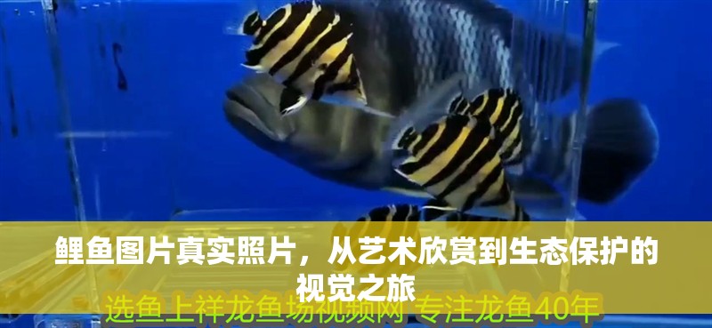 鯉魚圖片真實照片，從藝術欣賞到生態保護的視覺之旅