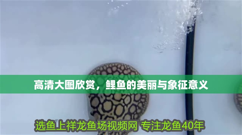 高清大圖欣賞,鯉魚的美麗與象征意義