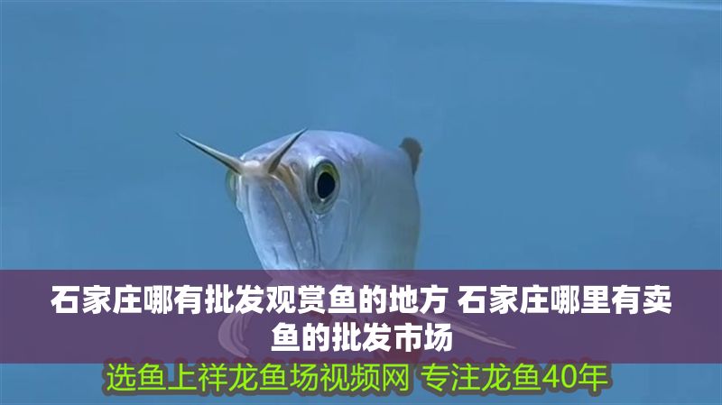 石家莊哪有批發觀賞魚的地方 石家莊哪里有賣魚的批發市場