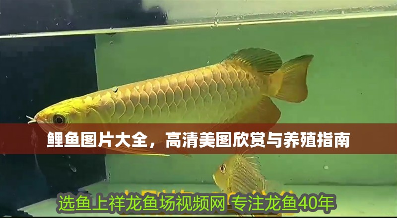 鯉魚圖片大全，高清美圖欣賞與養殖指南