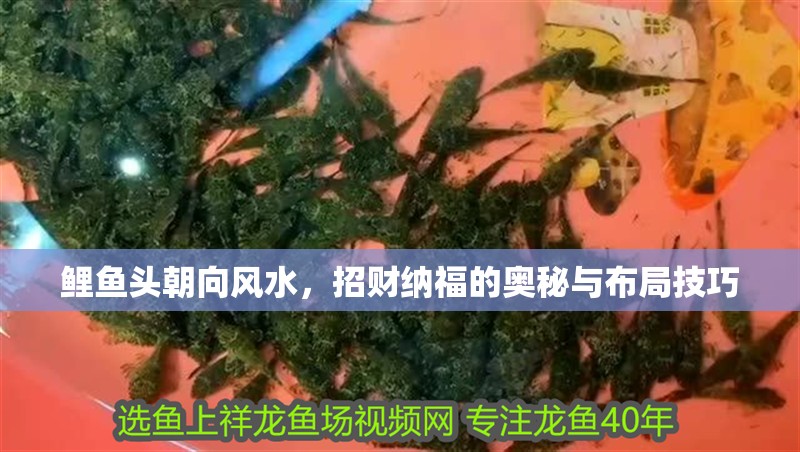 鯉魚頭朝向風水，招財納福的奧秘與布局技巧