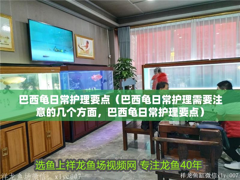 巴西龜日常護理要點（巴西龜日常護理需要注意的幾個方面，巴西龜日常護理要點）