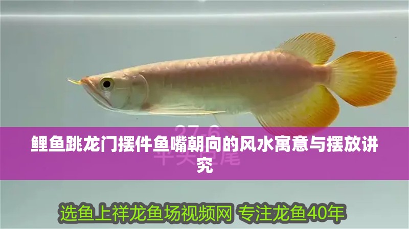 鯉魚跳龍門擺件魚嘴朝向的風水寓意與擺放講究