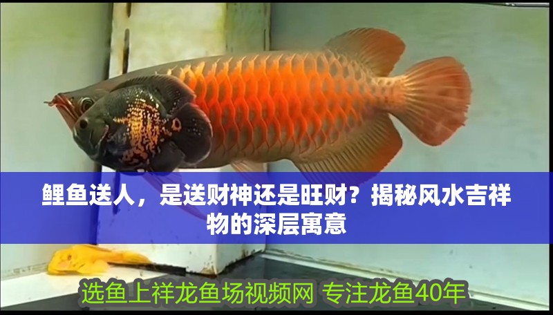 鯉魚送人，是送財(cái)神還是旺財(cái)？揭秘風(fēng)水吉祥物的深層寓意