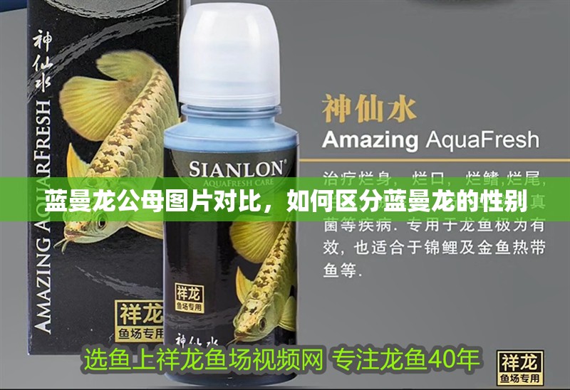 藍曼龍公母圖片對比，如何區分藍曼龍的性別