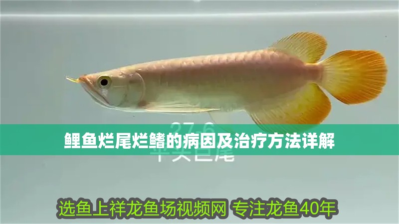 鯉魚爛尾爛鰭的病因及治療方法詳解
