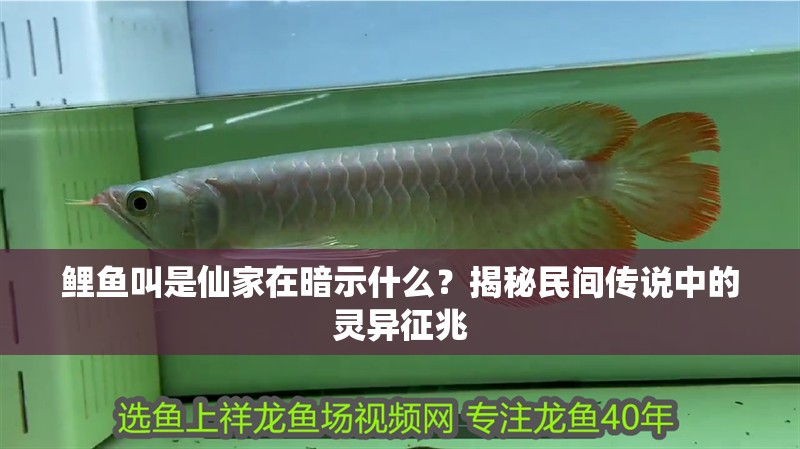 鯉魚叫是仙家在暗示什么？揭秘民間傳說中的靈異征兆
