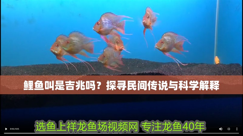 鯉魚叫是吉兆嗎？探尋民間傳說與科學解釋