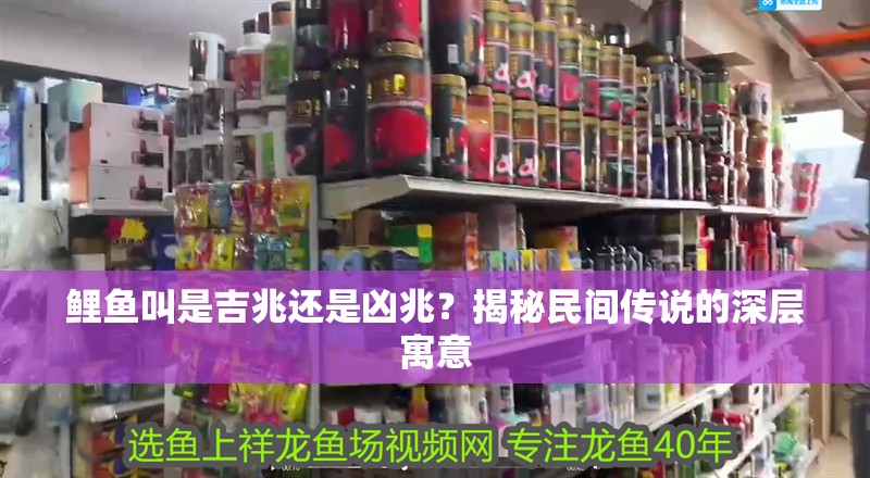 鯉魚叫是吉兆還是兇兆？揭秘民間傳說的深層寓意