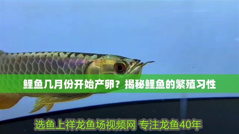 鯉魚幾月份開始產卵？揭秘鯉魚的繁殖習性