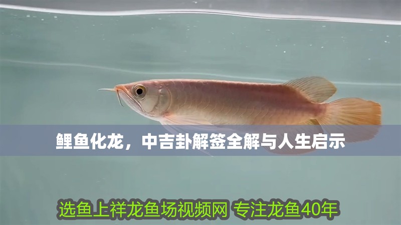鯉魚化龍，中吉卦解簽全解與人生啟示 鯉魚化龍，中吉卦解簽全解與人生啟示 龍魚百科 第1張